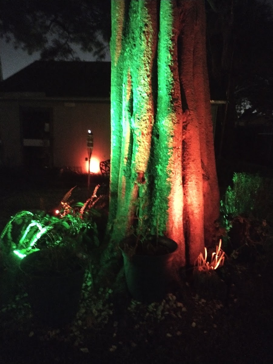 Kevin’S York Street Grill And Flamingo Club Photos 2